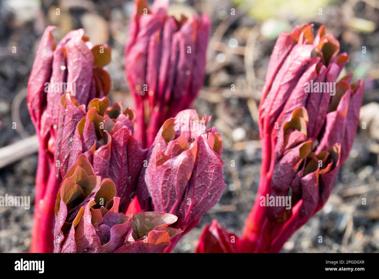 Shoots of growth, Paeonia, Plant, Peony Stock Photo