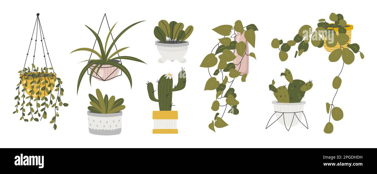 Collection of decorative houseplants  Stock Vector