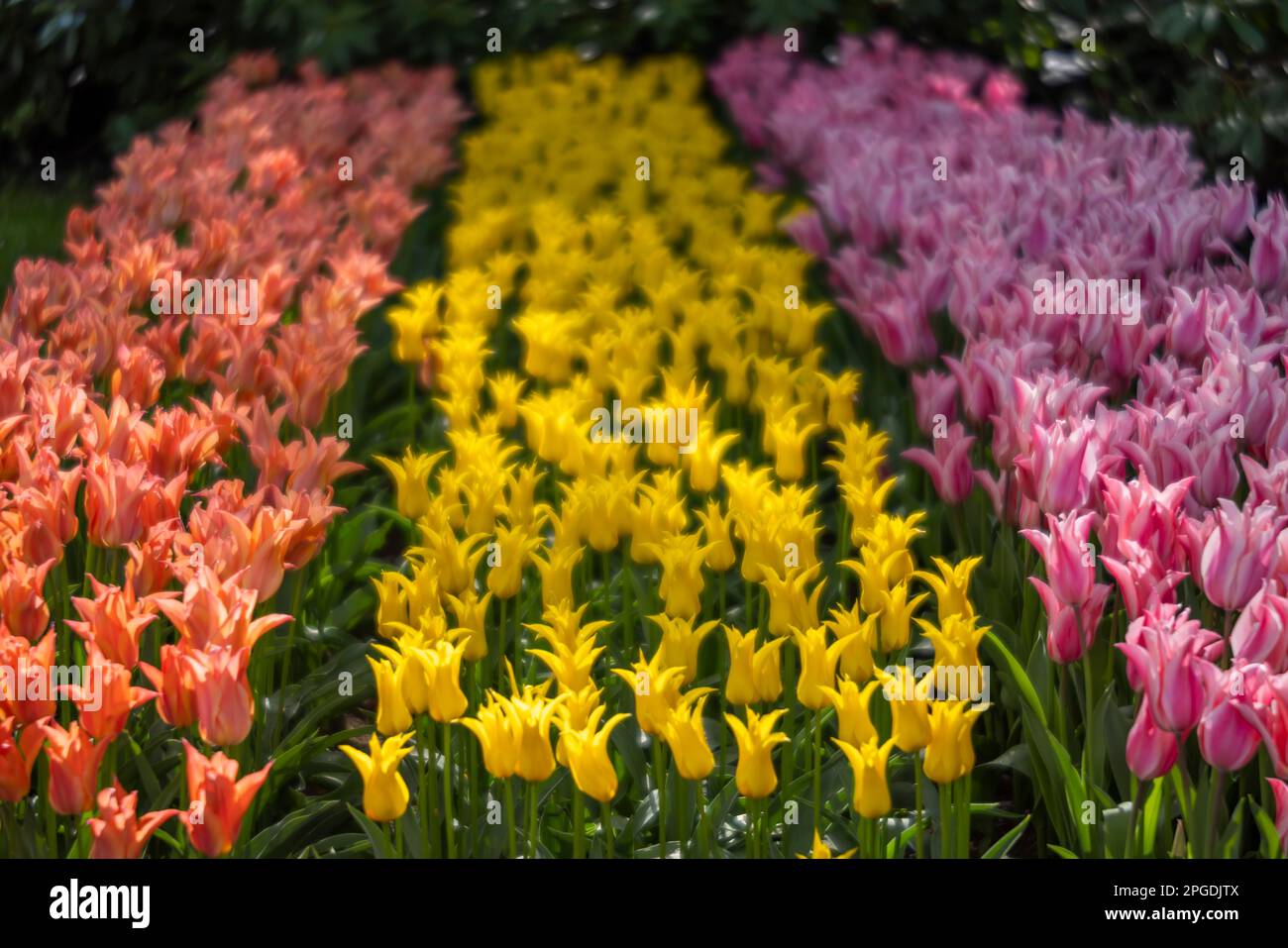 Keukenhof flower garden - largest tulip park in world, Lisse ...