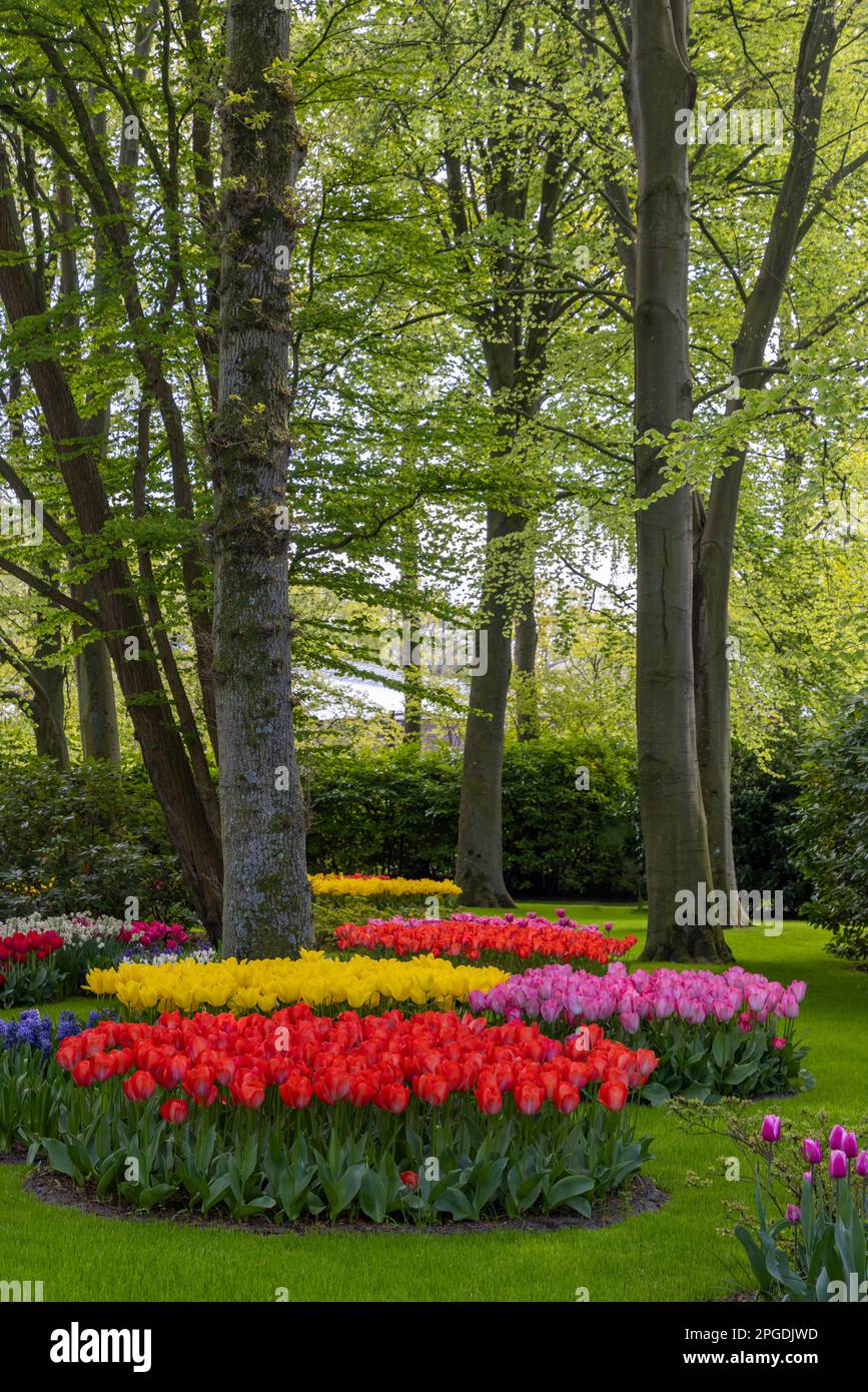 Keukenhof flower garden - largest tulip park in world, Lisse ...