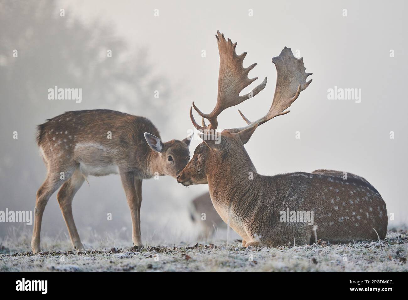 Fallow Deer (Cervus dama, Dama dama). Fawn sniffing buck on an icy meadow in autumn. Bavarian Forest, Bavaria, Germany Stock Photo