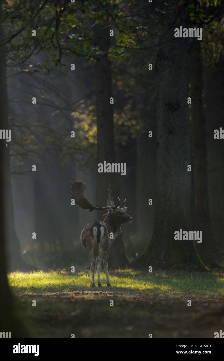 Fallow Deer, male, buck, in a light spot on a clearing in the woods. Stock Photo