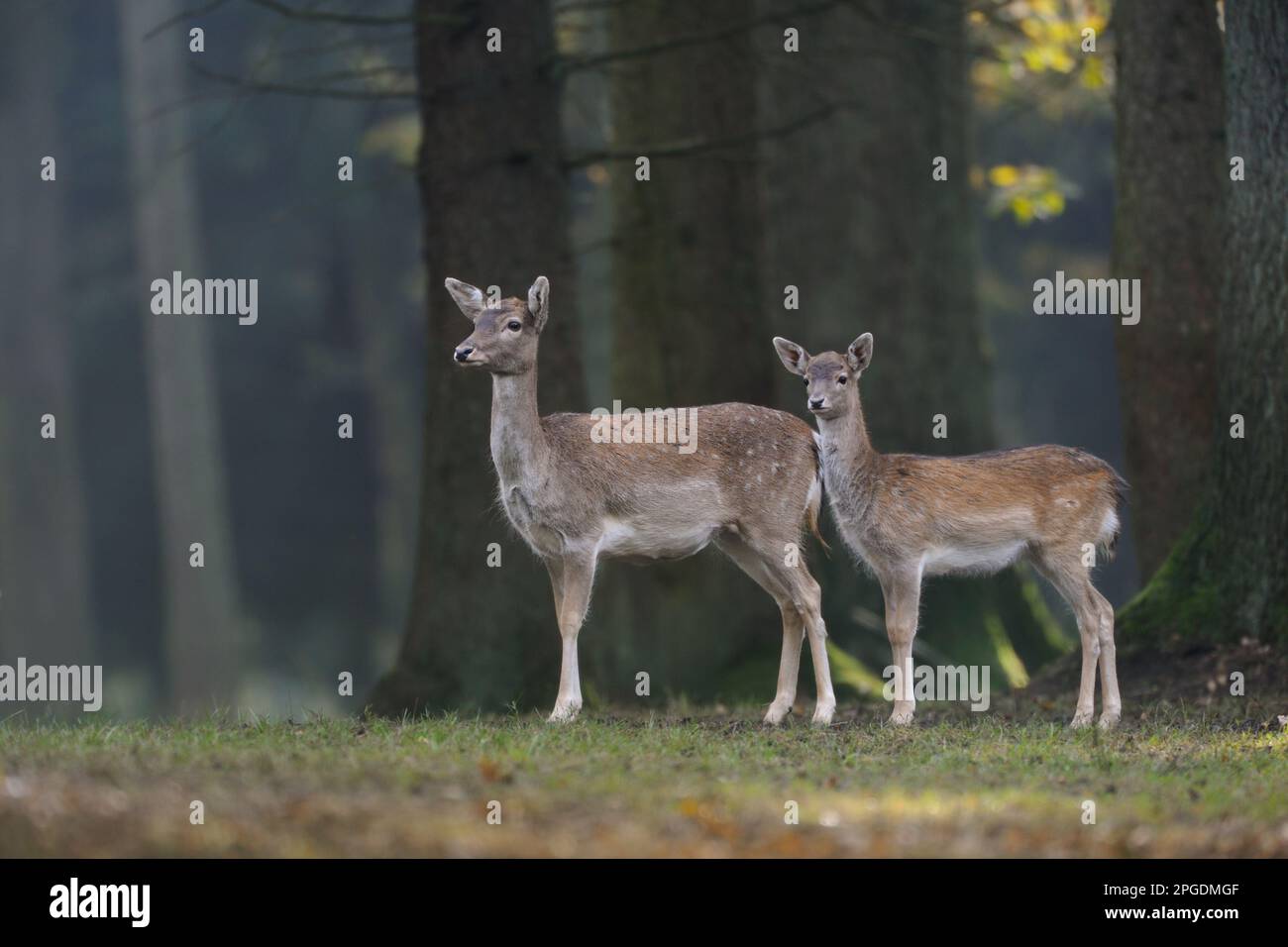 Fallow Deer,female with its calf. Stock Photo