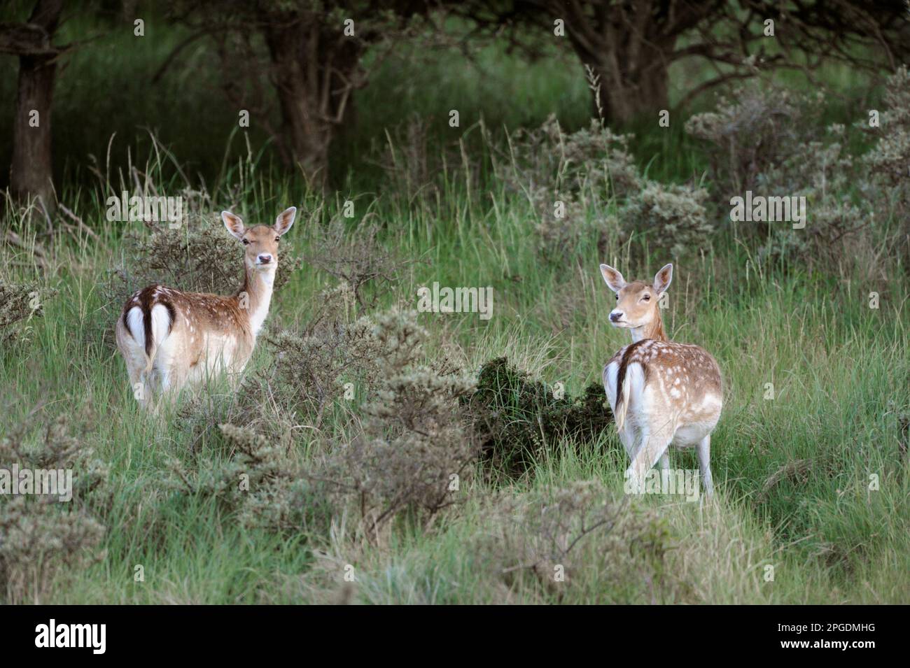 Fallow Deer, two fallow deer cows grazing at the edge of the forest, turning around, watching. Stock Photo