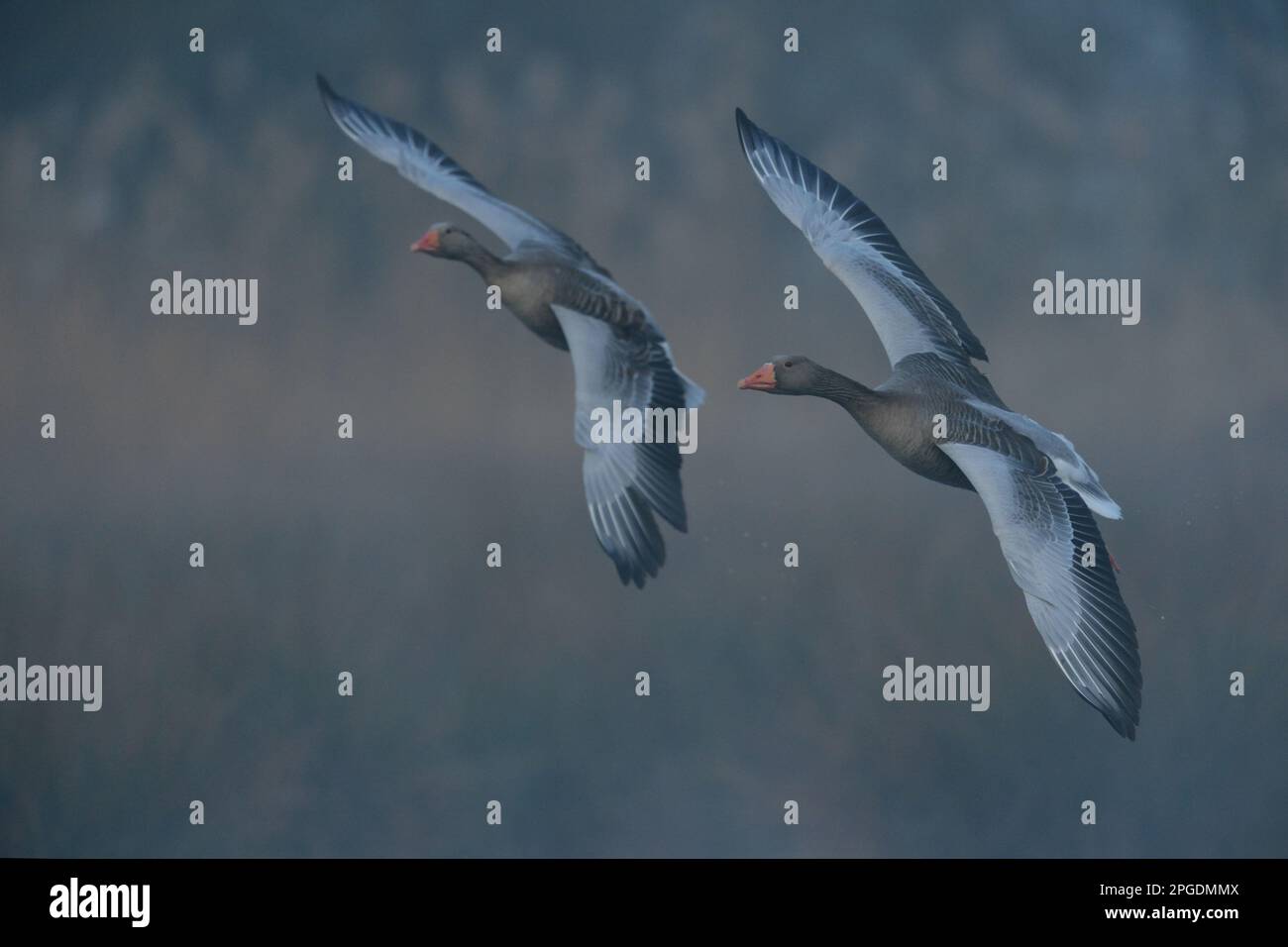 through the morning fog... Greylag geese ( Anser anser ), pair, couple side by side in flight. Stock Photo