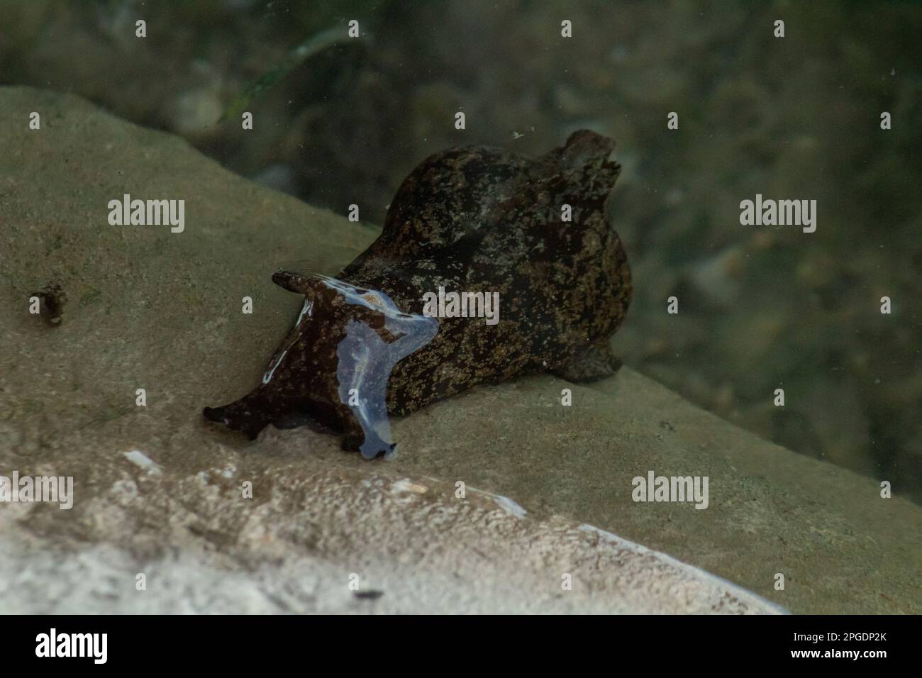 Anaspidea. A Taxon of Sea Slugs Stock Photo