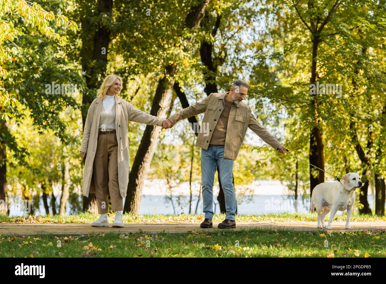happy middle aged couple in casual attire holding hands and walking out with labrador dog in park during springtime,stock image Stock Photo