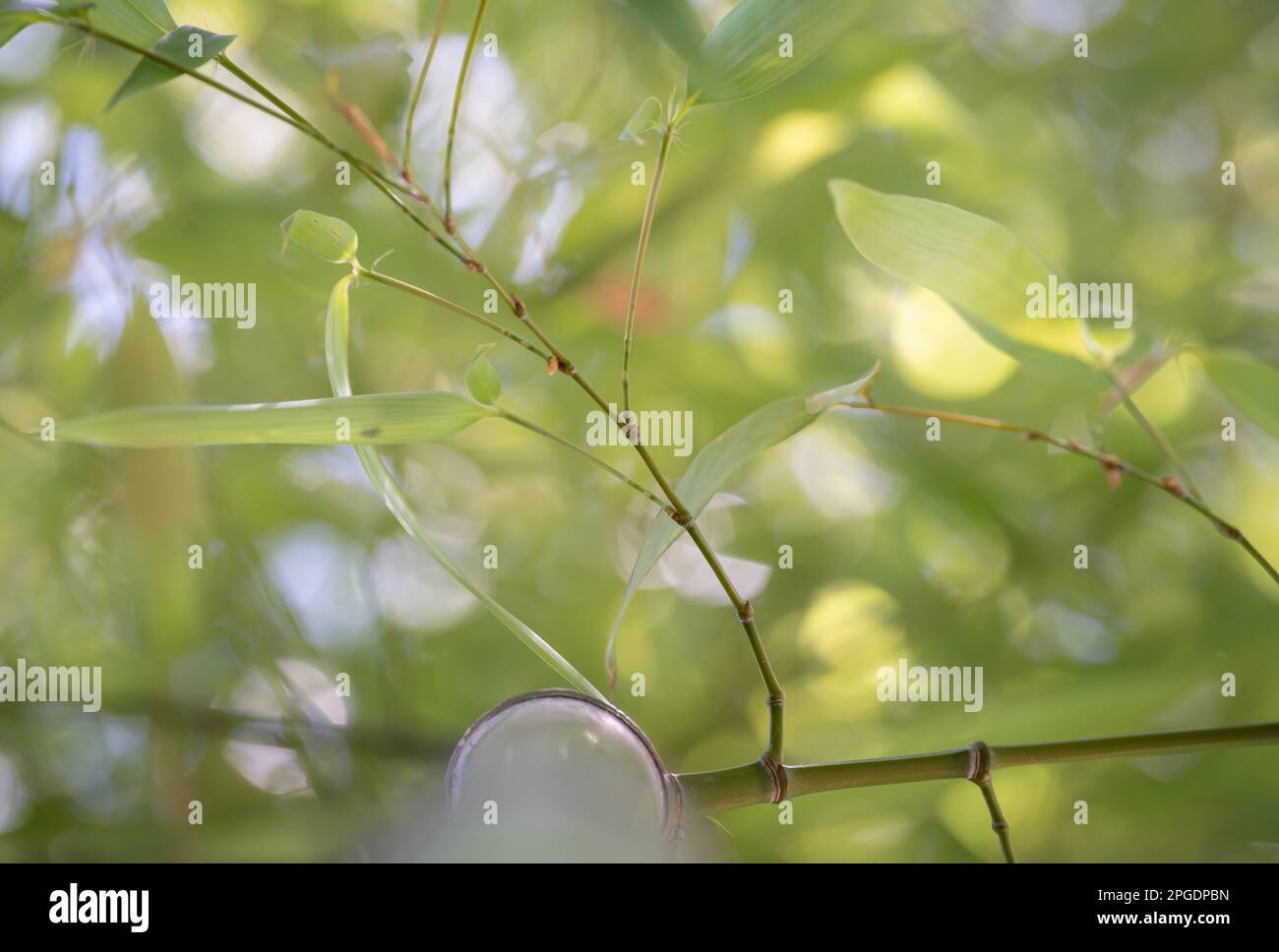 Bamboo forest. Bamboo leaves from below. Selective focus. Green background. Looking up. Stock Photo