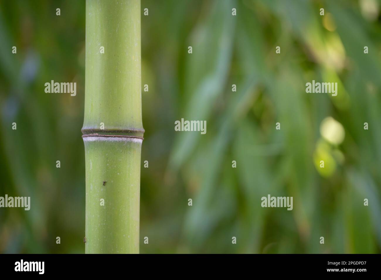 Bamboo stem. Bamboo forest. Green background. Ants on the bamboo Stock