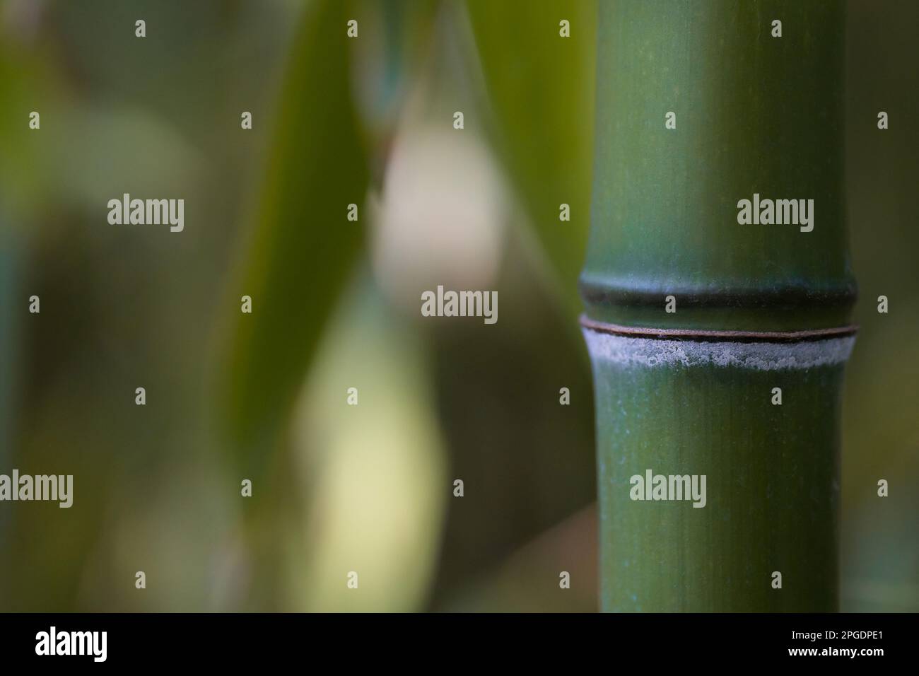 Bamboo stem. Bamboo forest. Selective focus.Green background. Stock Photo