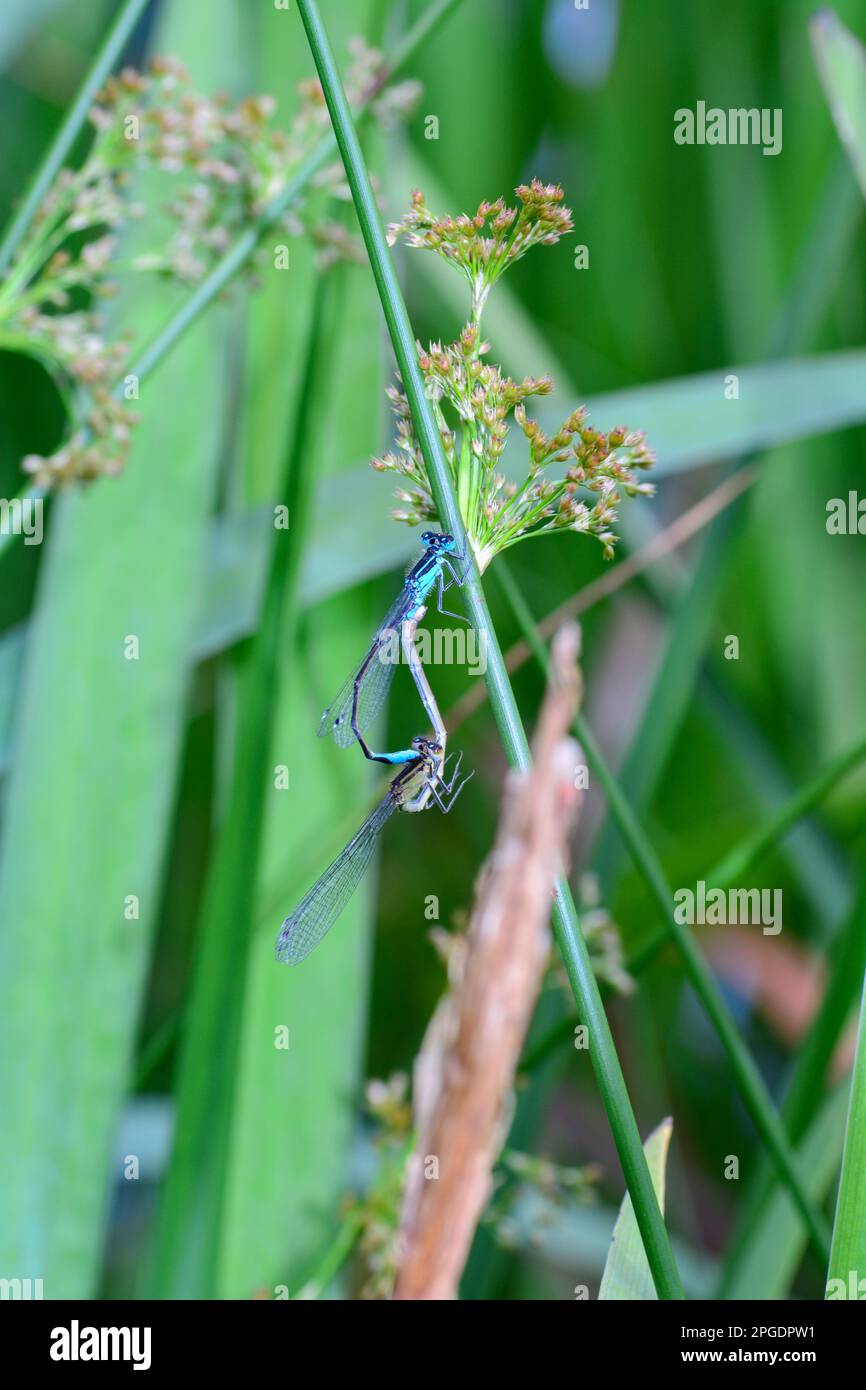 Two feather dragonflies ( Platycnemis pennipes ) mating on a blade of ...