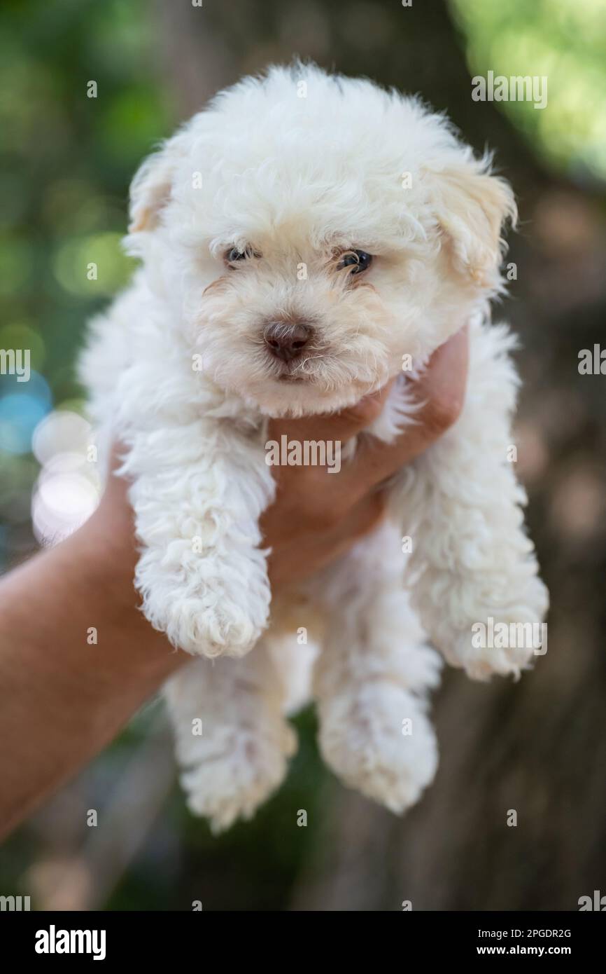 A man is holding a Bichon Bolognese puppy. Cute white dog is in the arms of a man. Green background. Stock Photo
