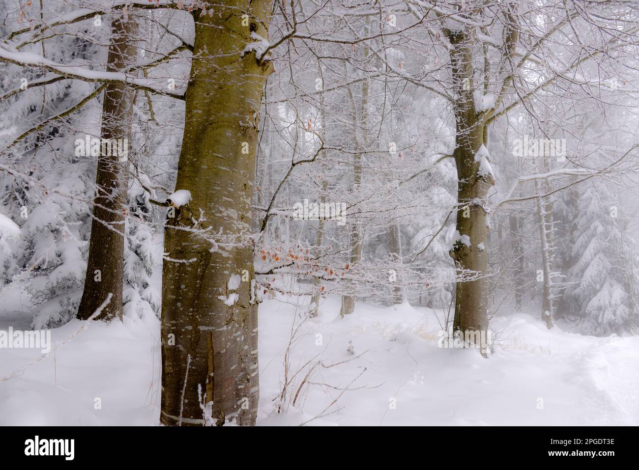 Close-up of Frost covered trees in the winter snow, Zugerberg, Zug, Switzerland Stock Photo