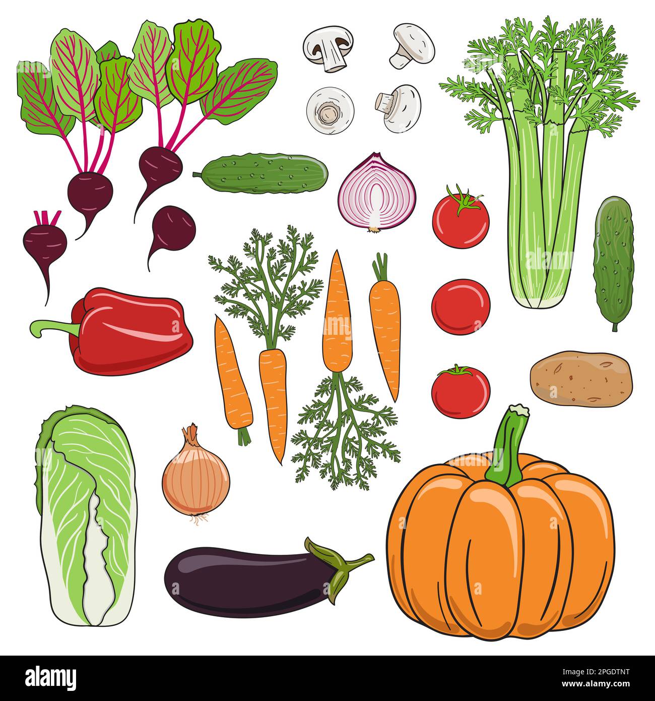 Set of vegetables. Beets, tomatoes, pepper, pumpkin, carrots, cabbage, celery, onion and cucumber. Farm healthy products. Organic vector food. Hand dr Stock Vector