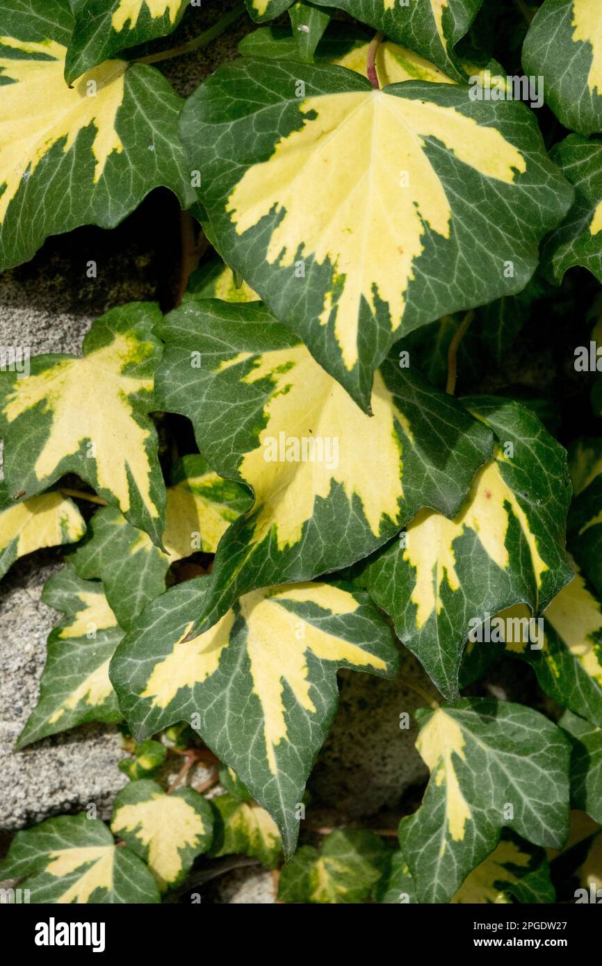 English Ivy, Hedera 'Gold Heart' Stock Photo