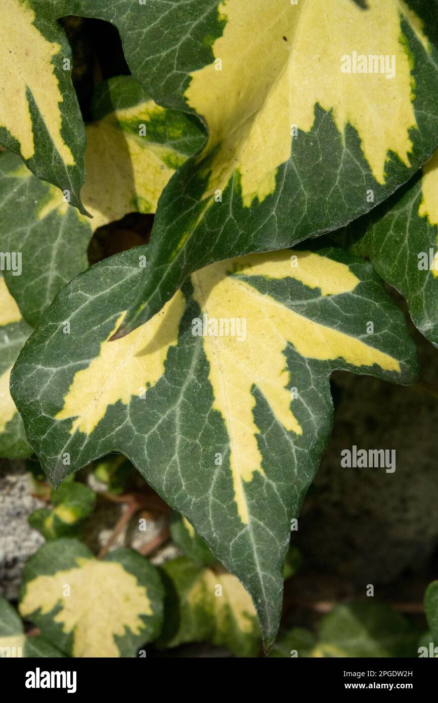 Ivy, Hedera 'Gold Heart', English Ivy, Leaf, Hedera helix gold Stock Photo