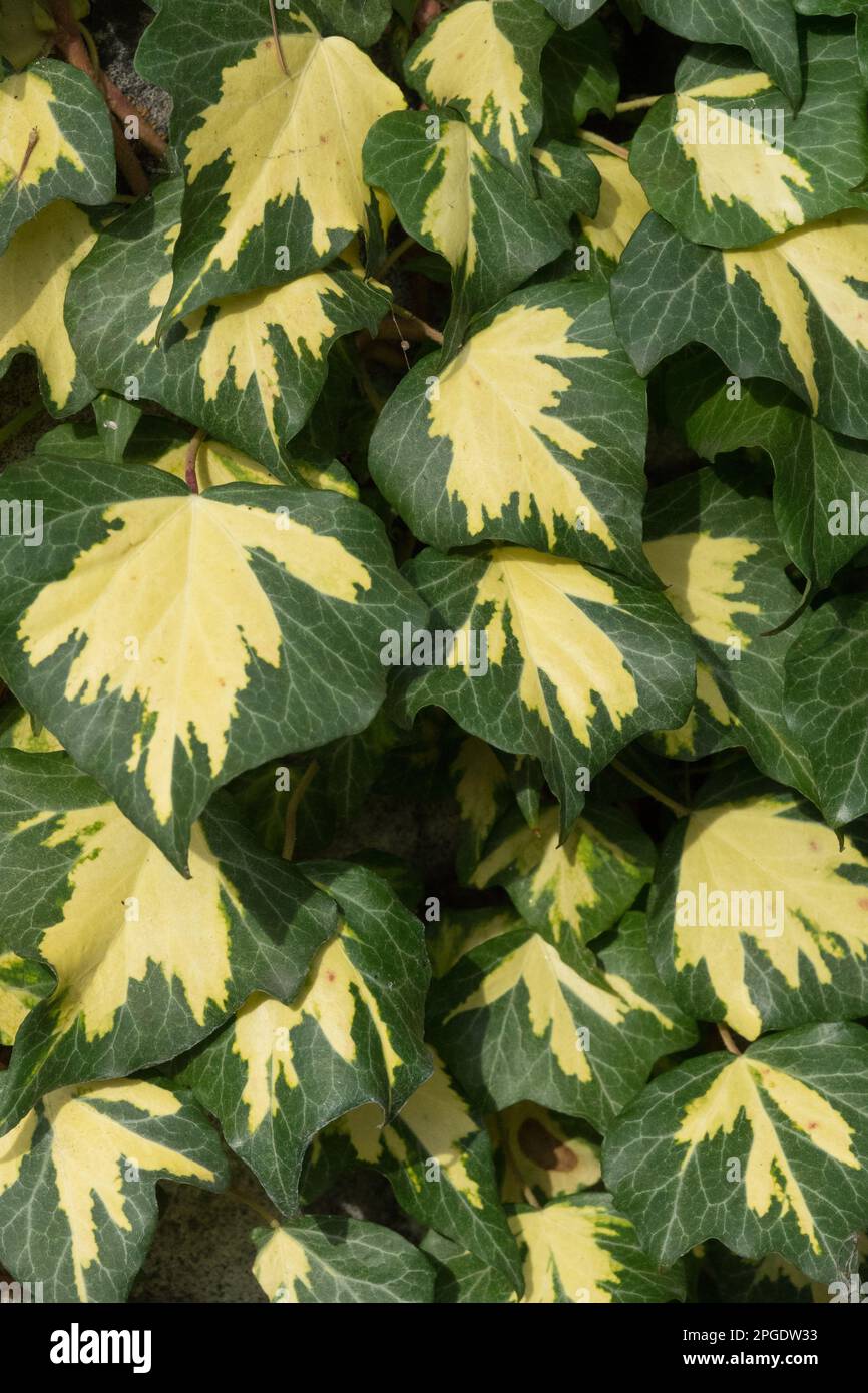 Climbing plants, Climber, English Ivy, Hedera helix, Gold, Leaves, Plant Stock Photo