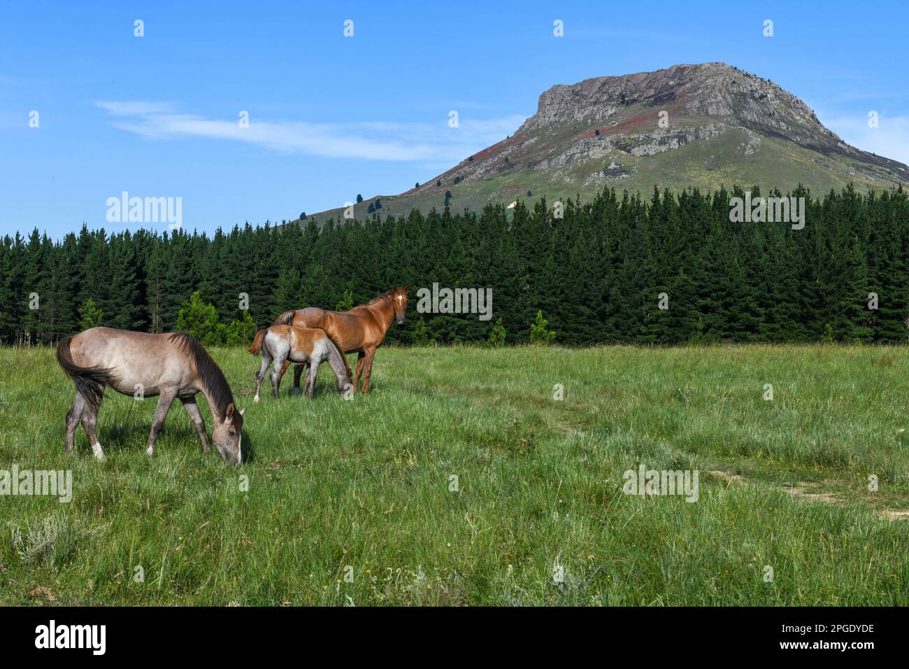 Landscape on the countryside near Hogsback in South Africa Stock Photo ...
