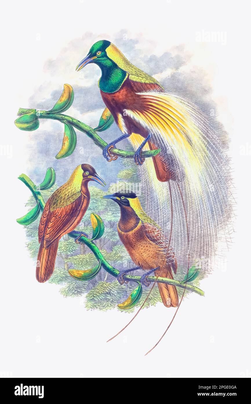 Trichoparadisea Gulielmi illustration by John Gould Stock Photo