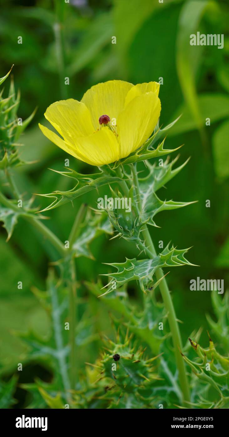 Beautiful closeup view of Argemone Mexicana flower, Bermuda thistle, kateri ka phool etc Stock Photo