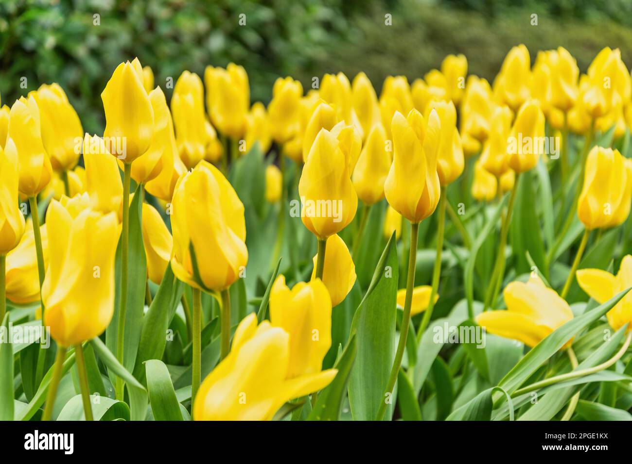 Tulip flower bulb field in garden, spring season in Lisse near Amsterdam Netherlands Stock Photo