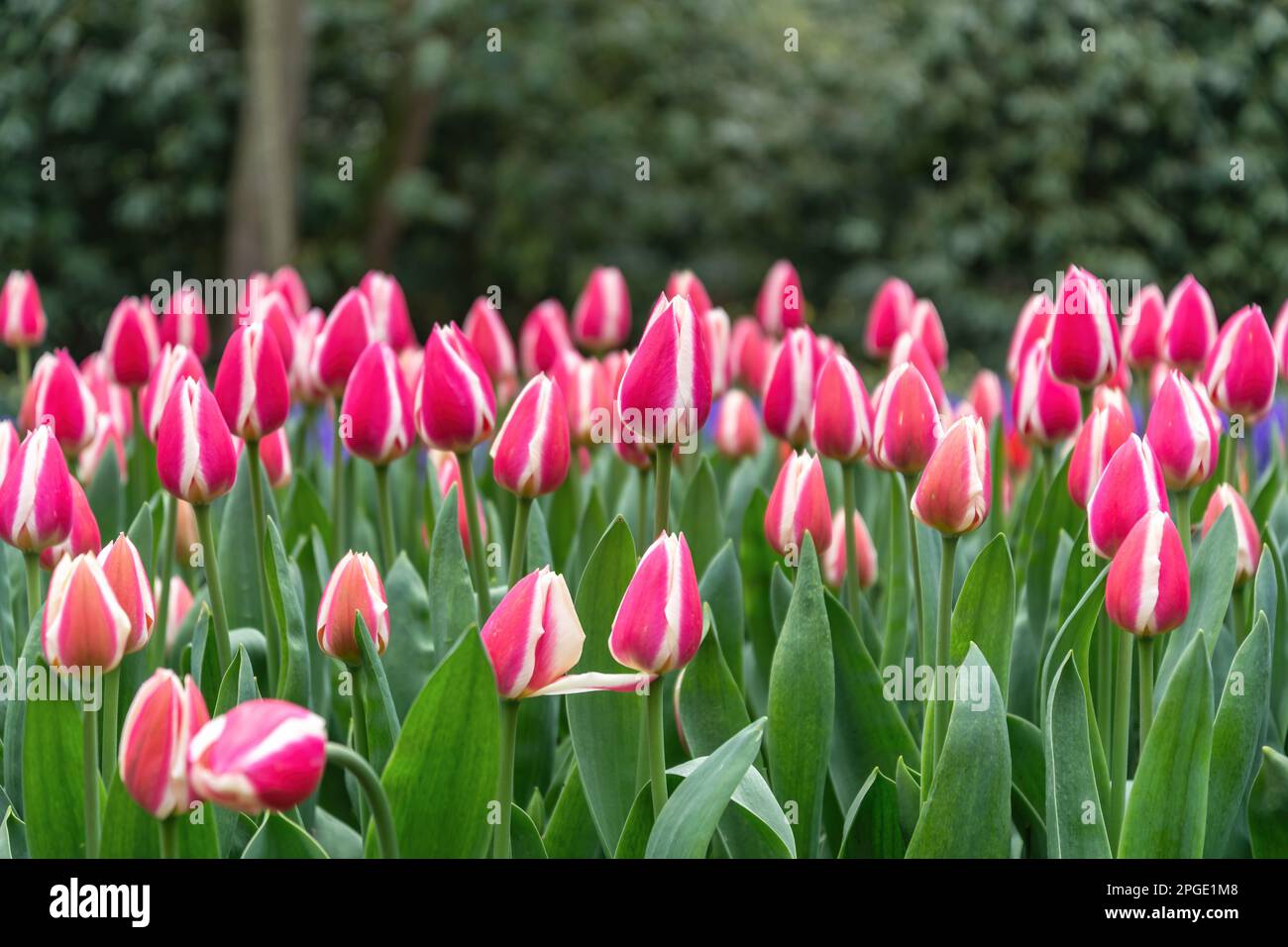 Tulip flower bulb field in garden, spring season in Lisse near Amsterdam Netherlands Stock Photo