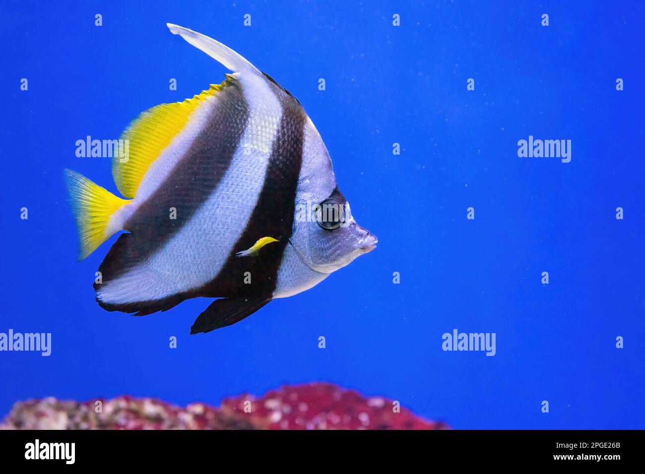 Heniochus acuminatus, Pennant coralfish, reef bannerfish, coachman in