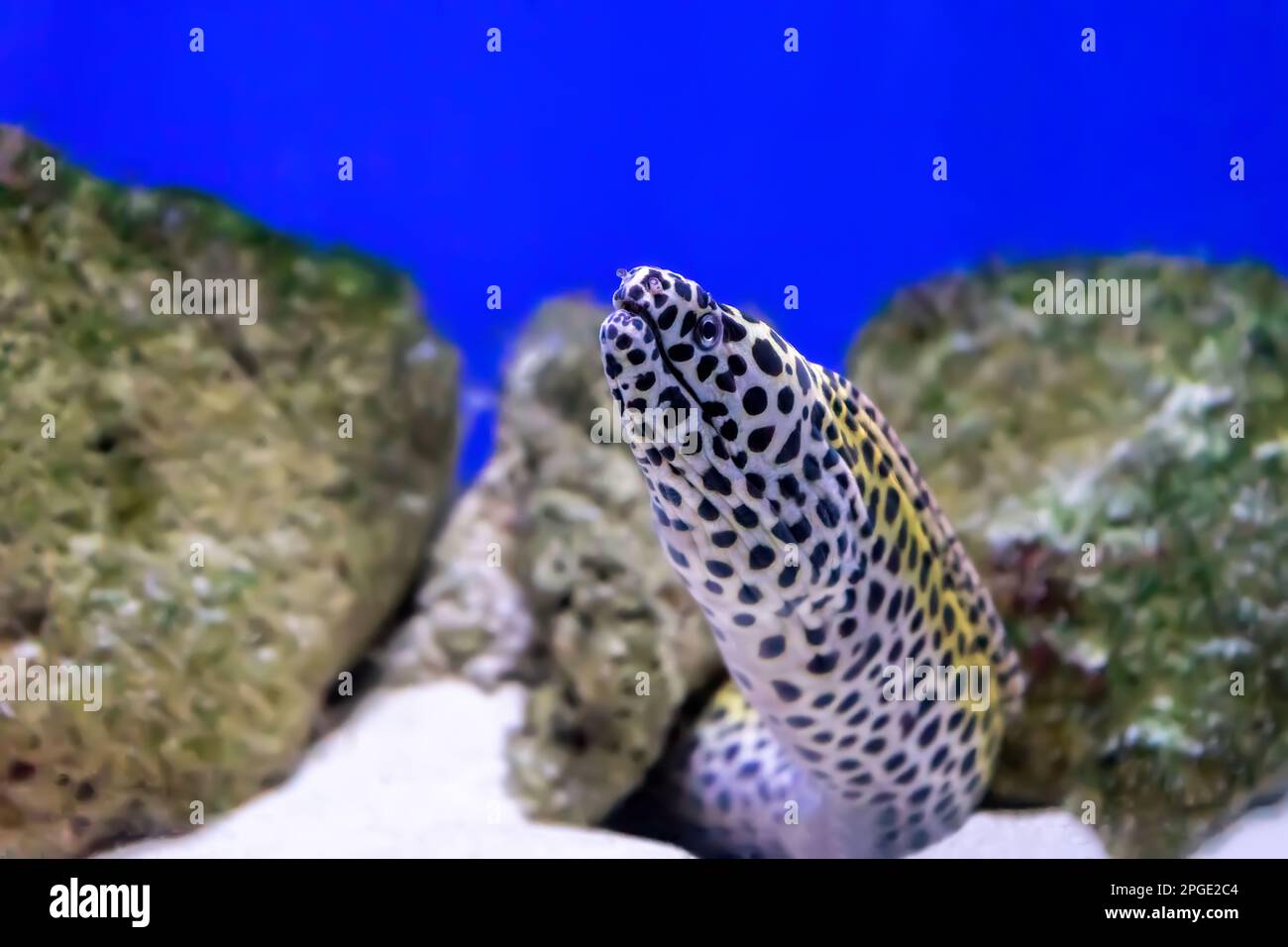 Gymnothorax favagineus or laced moray fish swimming out of its hiding place. Honeycomb Moray Eel in aquarium, oceanarium pool with coral reef Stock Photo