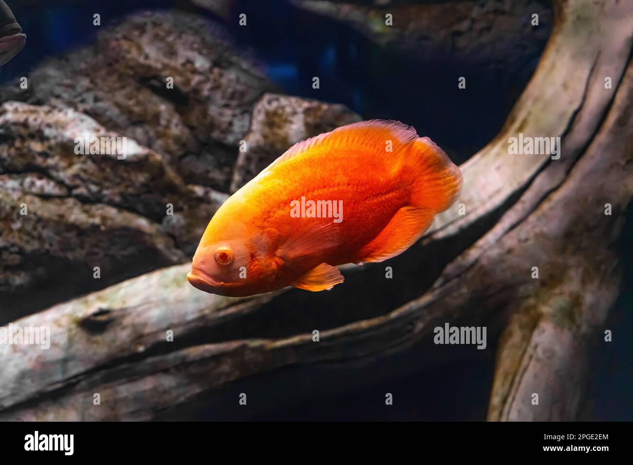 Oscar fish, Astronotus ocellatus, huge cichlid. Bright orange freshwater fish swimming in the aquarium, ocanarium. Aquarium pet, ichthyology, underwat Stock Photo