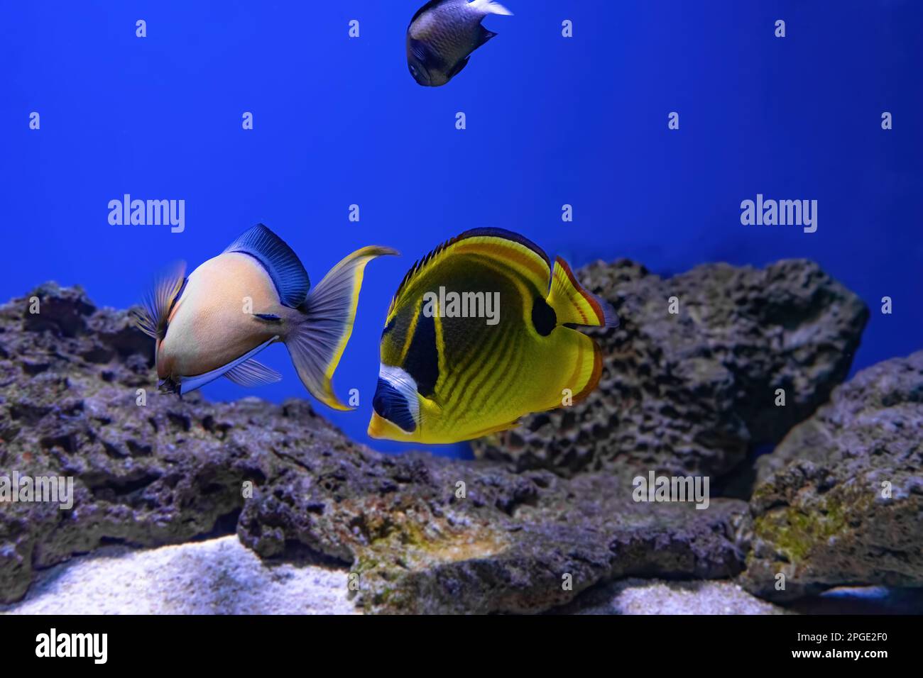 Bright yellow Foxface rabbitfish Siganus vulpinus swimming in sea water, saltwater aquarium, oceanarium pool with reef. Aquarium pet, ichthyology, und Stock Photo