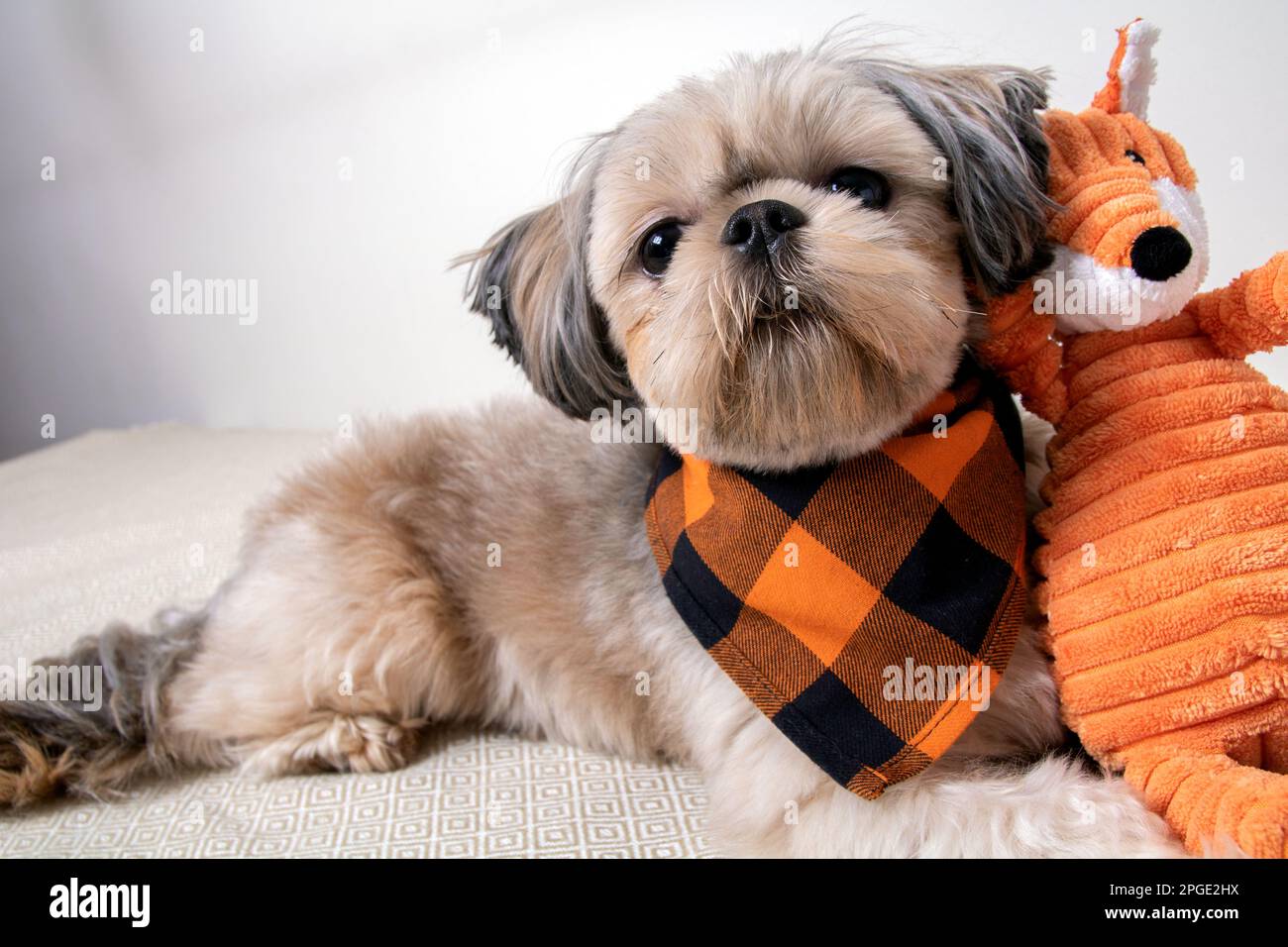 https://c8.alamy.com/comp/2PGE2HX/photo-shih-tzu-a-small-breed-of-dog-and-a-toy-on-the-couch-2PGE2HX.jpg