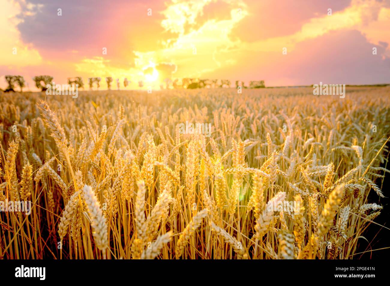 Farmining fields in sunset, Germany Stock Photo
