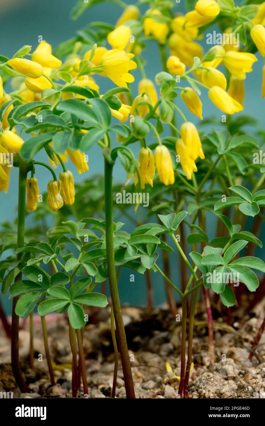 Gymnospermium altaicum Lions Turnip Yellow Flowers Spring Early Blooming Plant Flowering stems Plants Early bloomers flowers Gymnospermium Bloom Stock Photo