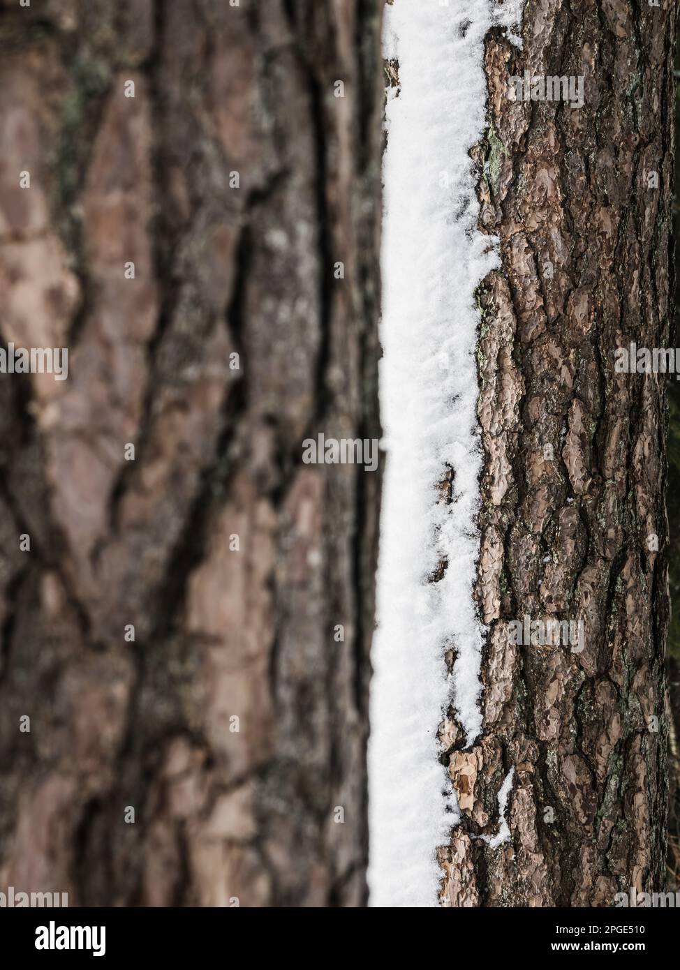 A close-up of a textured tree trunk in the snow, with rough bark and branches, revealing its woody stems and leaves against the soil. Stock Photo