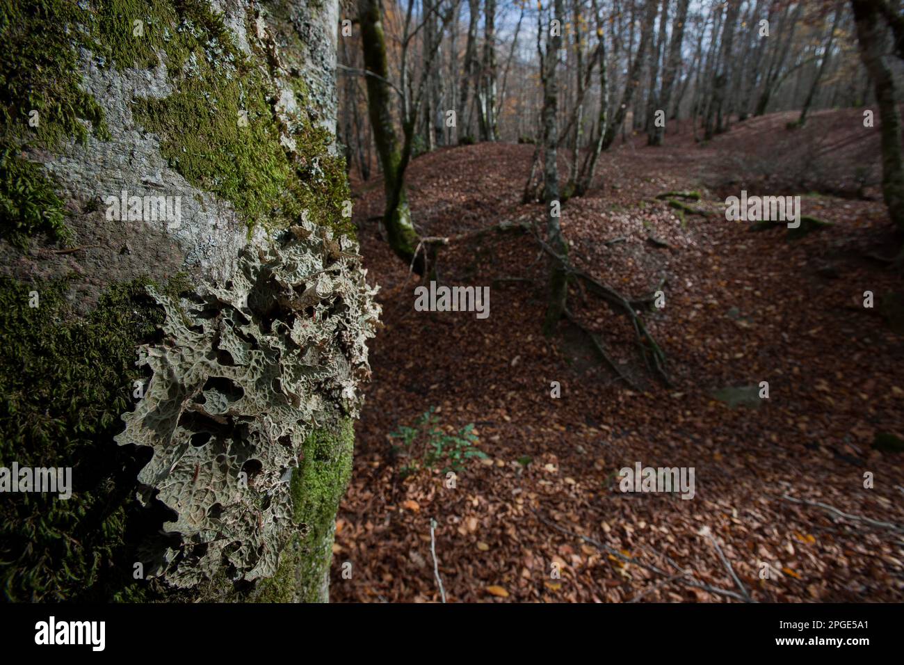licheni, monti alburni, petina, salerno, campania, italia, Stock Photo