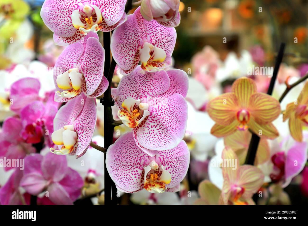 Phalaenopsis Orchid pink flowers in store. Potted orchidea. Many flowering plants, nature floral background. Beautiful flowers at greenhouse. Flower s Stock Photo