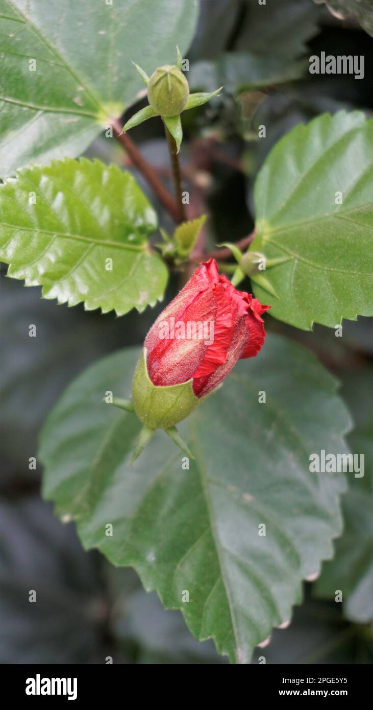 Closeup red bud of Hibiscus rosa sinensis flower buds also known as