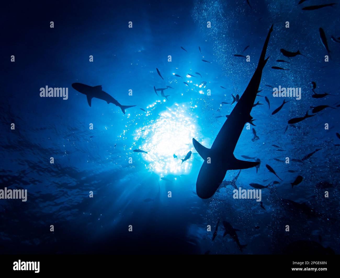 Caribbean reef sharks (Carcharhinus perezi) schooling beneath sunburst