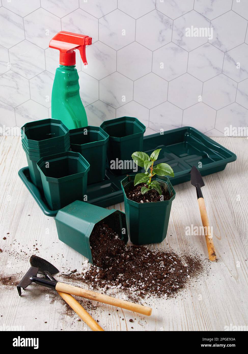 Transplanting plants at home, pots for seedlings. Miniature garden