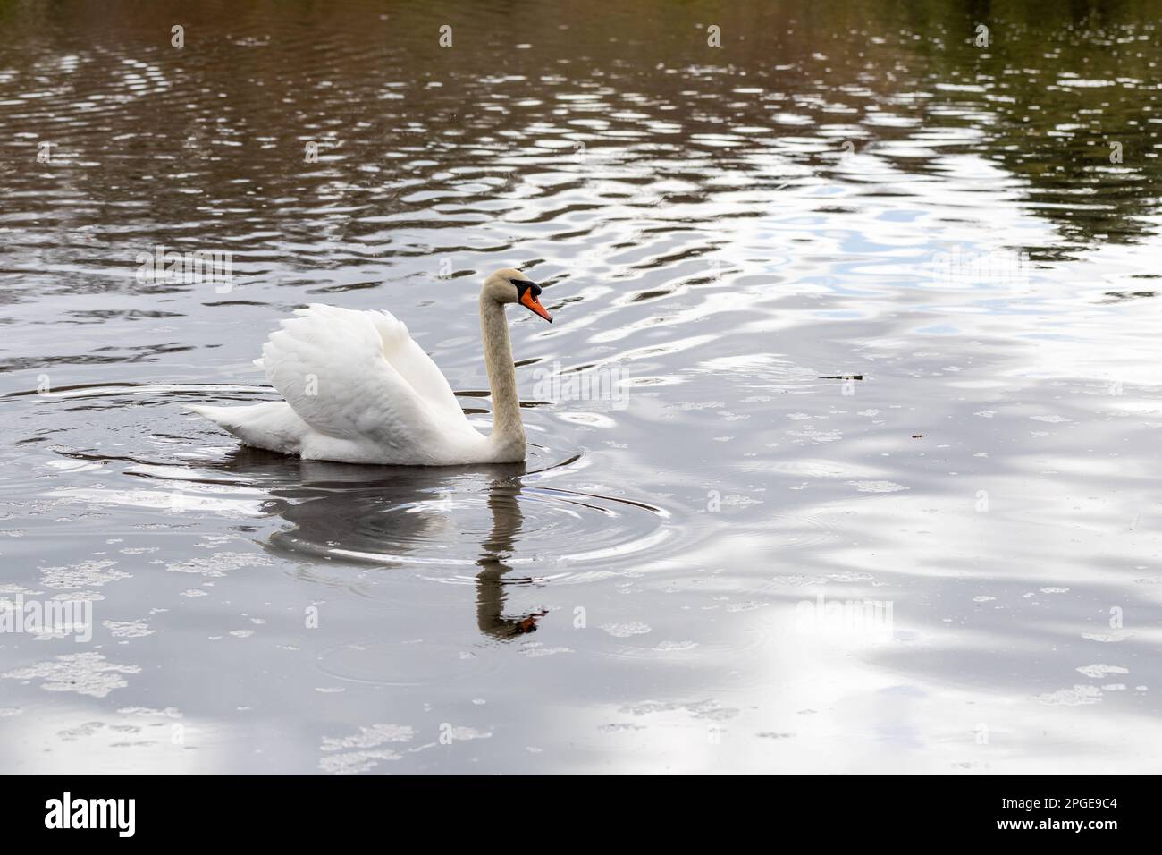 A Mute Swan swimming in a lake. England, UK Stock Photo