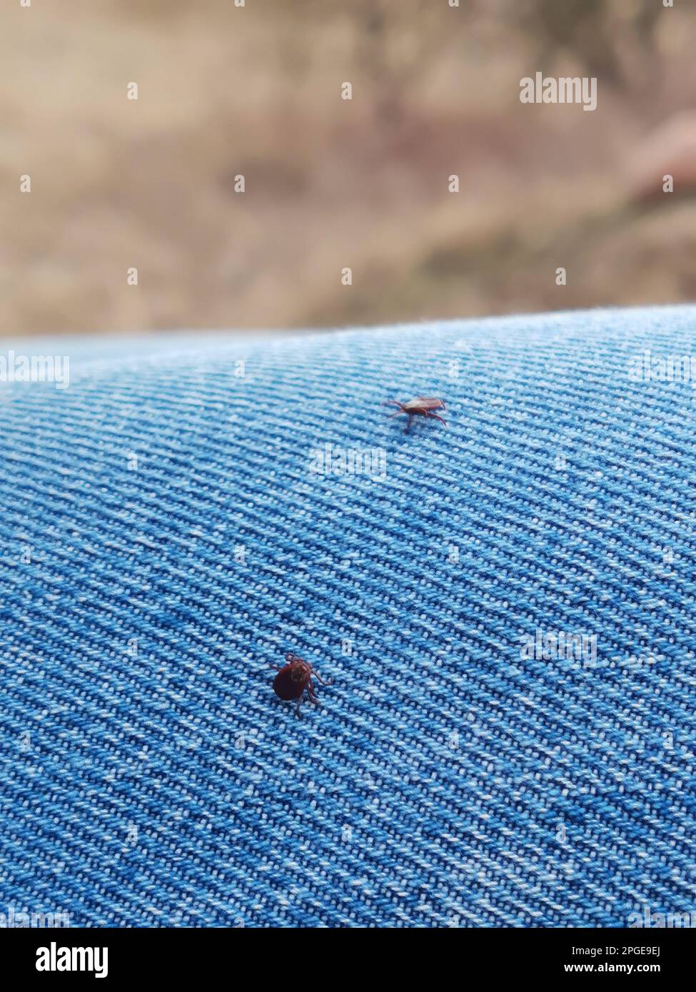 Ticks insect close up hires stock photography and images Alamy