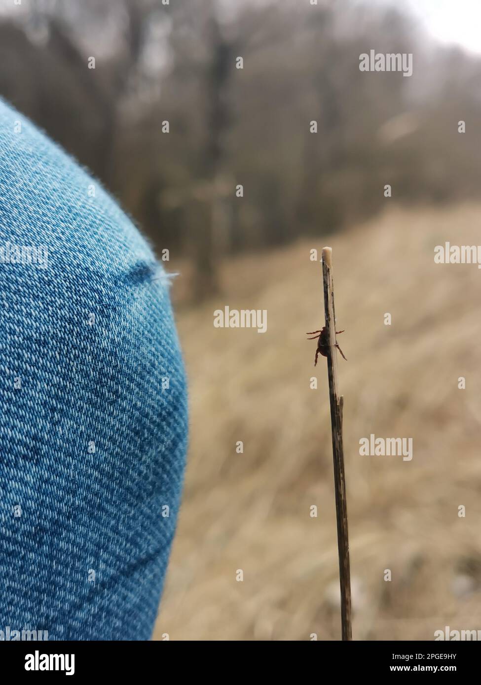 A deer ticks trying to get on the blue jeans, pant leg of a man. The