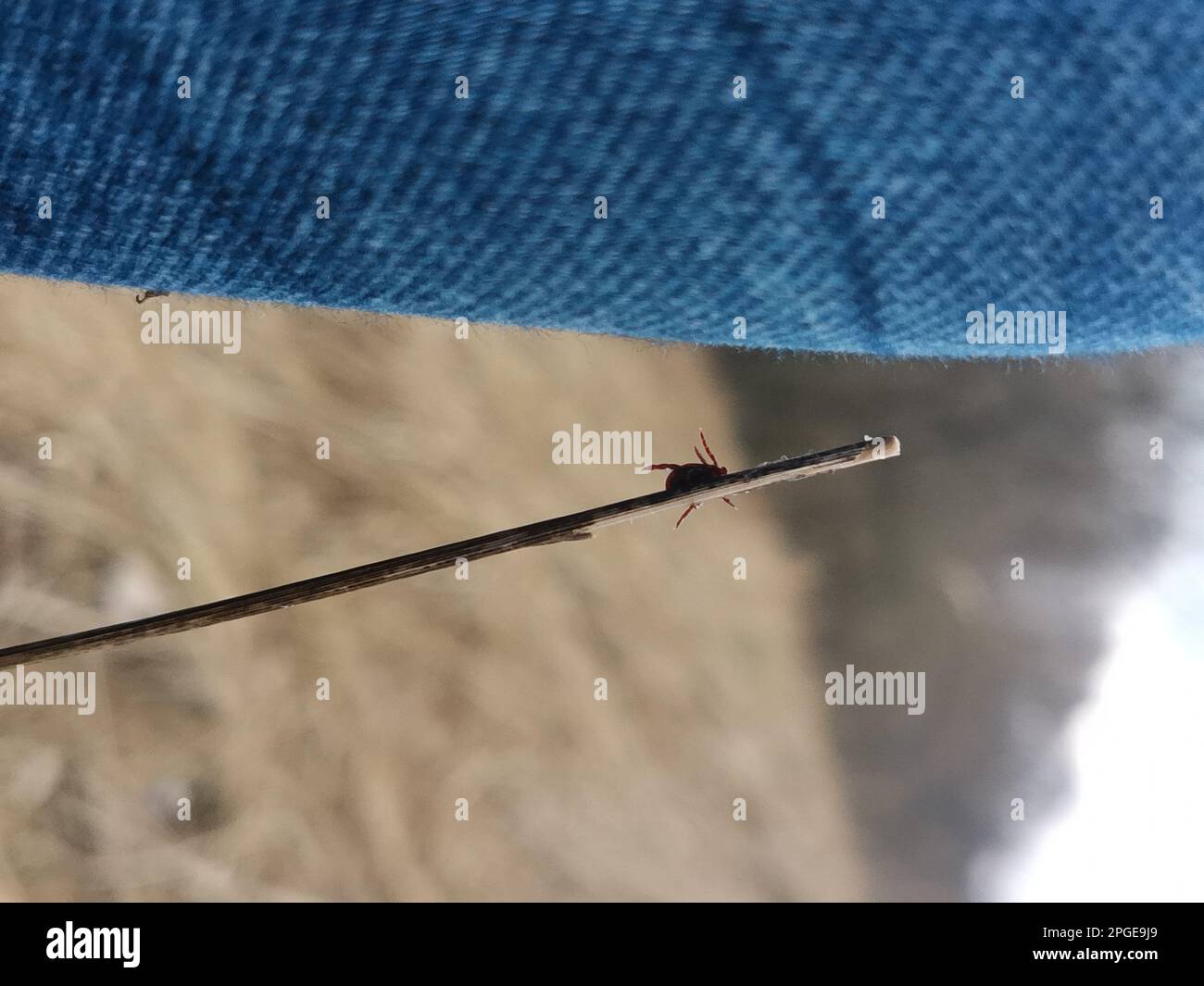 A deer ticks trying to get on the blue jeans, pant leg of a man. The