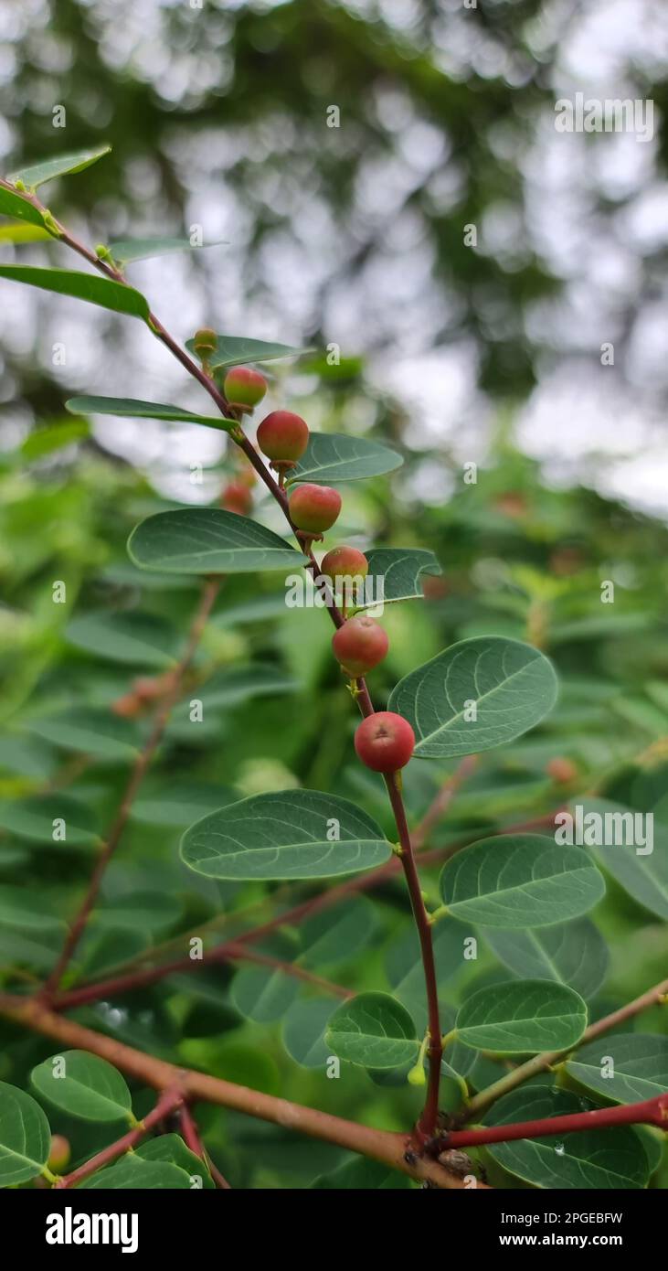 An abundance of ripe Breynia berries, growing on a vibrant green tree branch Stock Photo