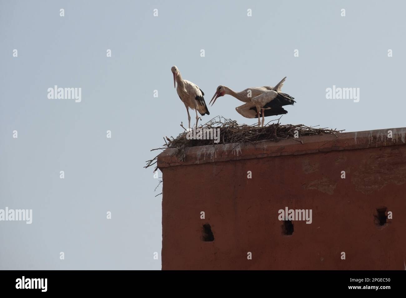 nido di cicogna sulle antiche mura di marrakech, marocco, nord africa, magreb, Stock Photo