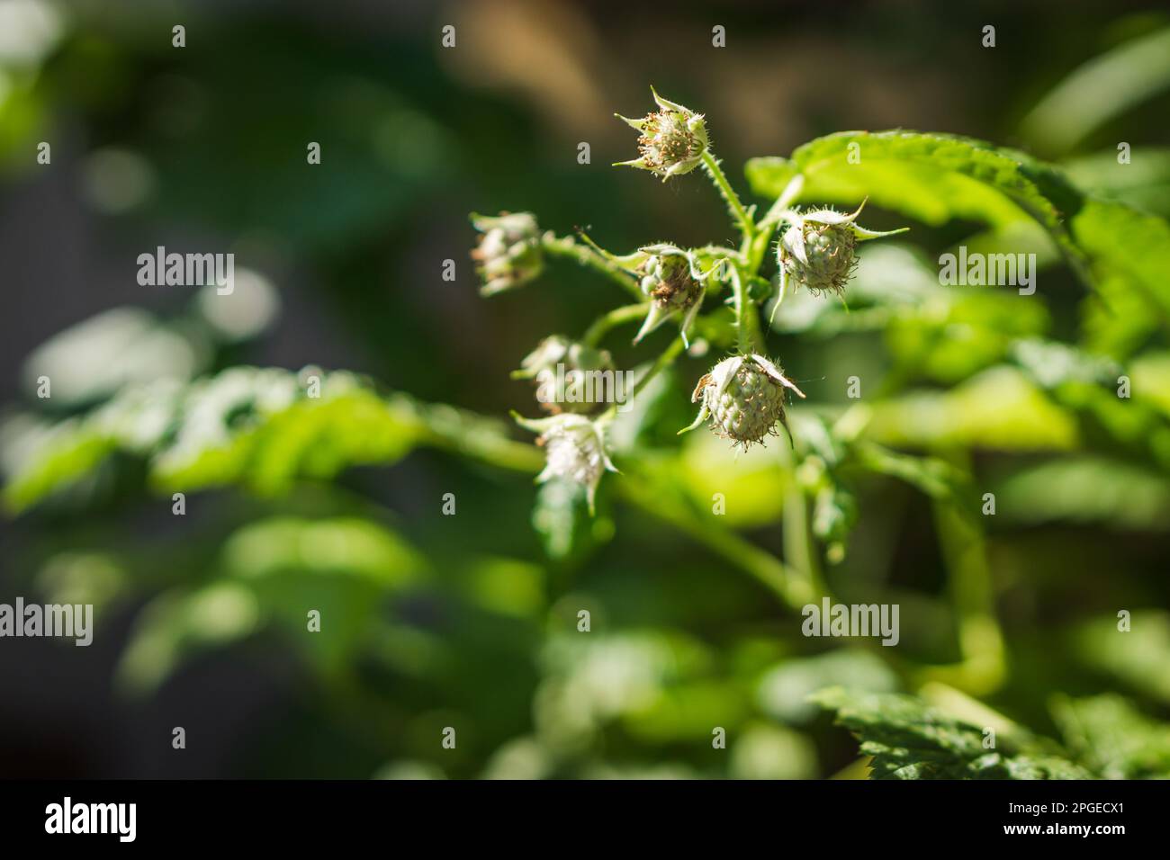 raspberry-bears-first-fruits-stock-photo-alamy