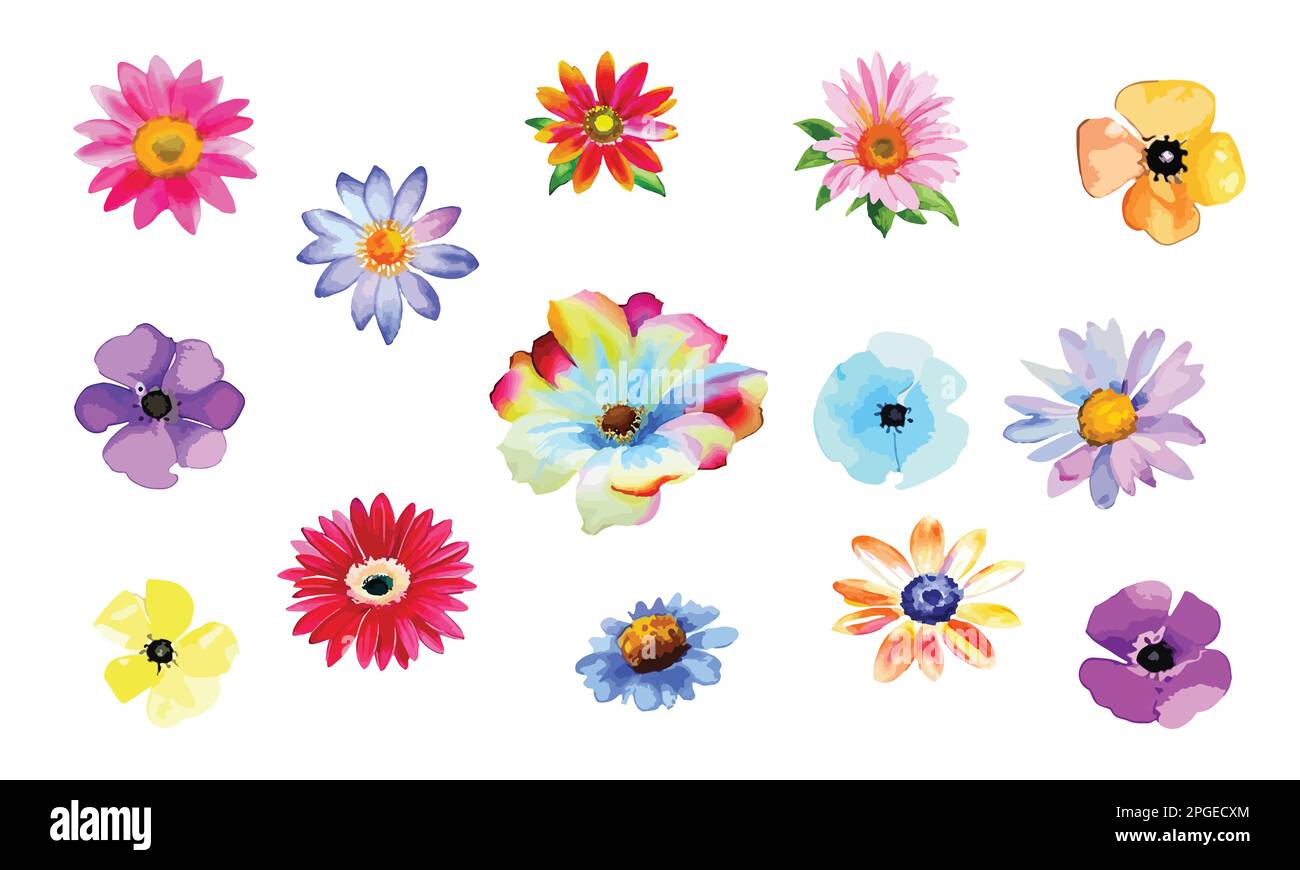 Colorful daisy flowers collection isolated on white background, simple floral vector elements for collage, birthday cards, invitations Stock Vector
