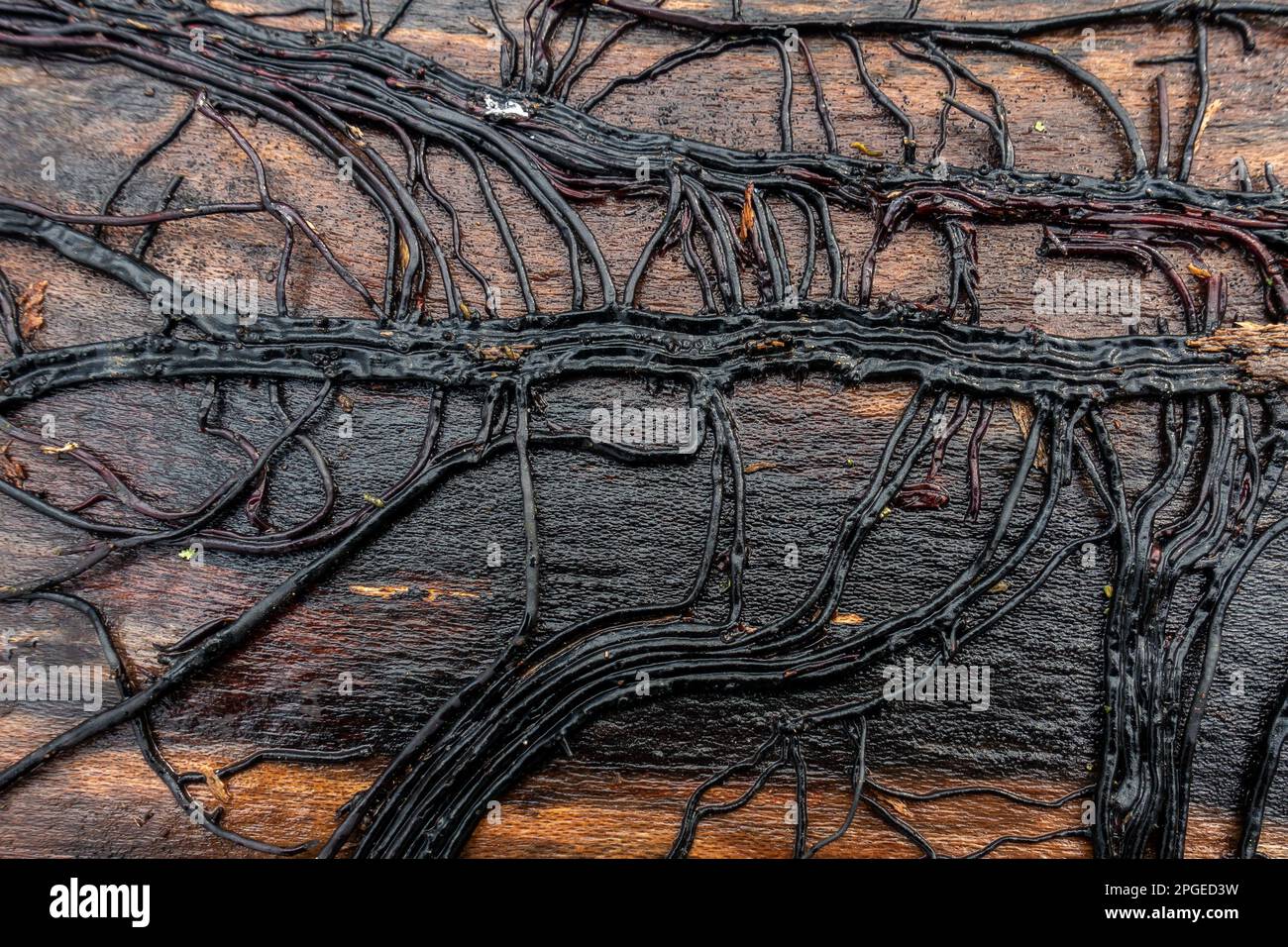 Root network from ivy beneath the bark of a fallen tree, Yorkshire, UK Stock Photo