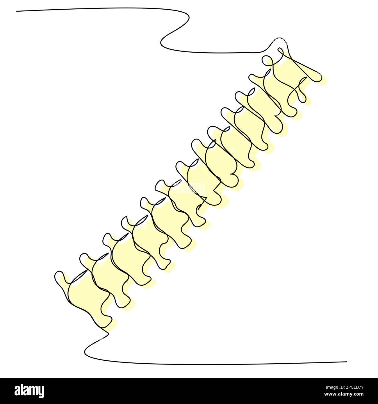 Spine Line Vector Spine in one line with a colored silhouette on a white isolate Stock ...