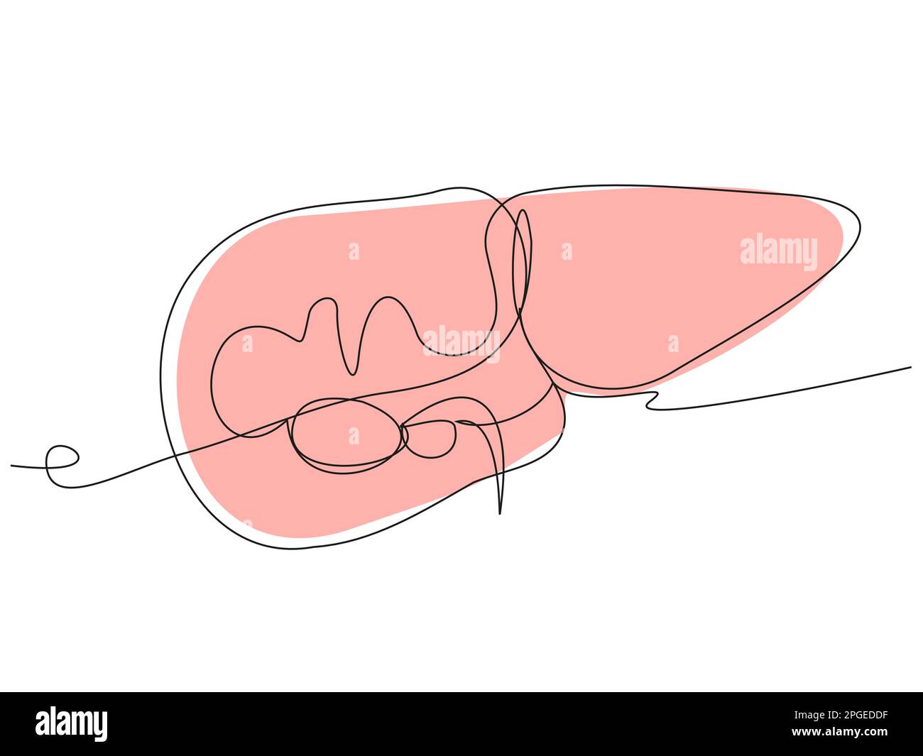 One line liver illustration on white background Stock Vector Image ...
